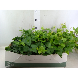 Hedera helix 'Mein Herz'