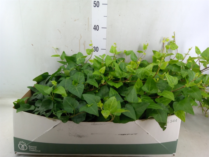 <h4>Hedera helix 'Mein Herz'</h4>