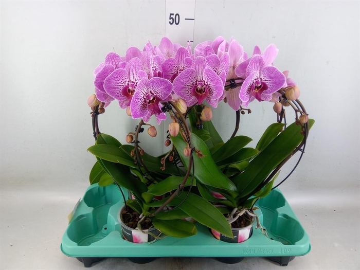 <h4>Phalaenopsis ...</h4>