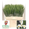 Iris White Magic