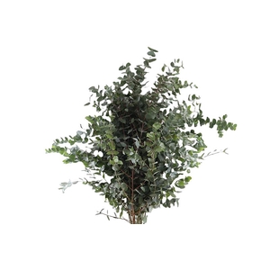 Euca Cinerea 140cm Xl Stem