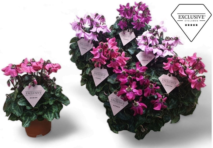 <h4>Cyclamen Exclusive® Petticoat Mix</h4>