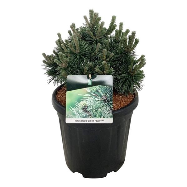 <h4>Pinus mugo 'Green Pearl'</h4>
