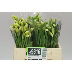 Narcissus Du Sweet Paradise