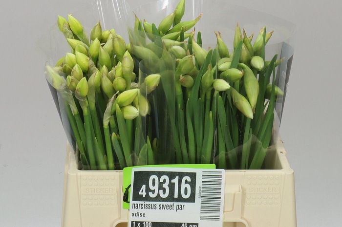 <h4>Narcissus Du Sweet Paradise</h4>