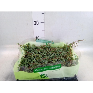 Pilea glaucophylla 'Greyzy'