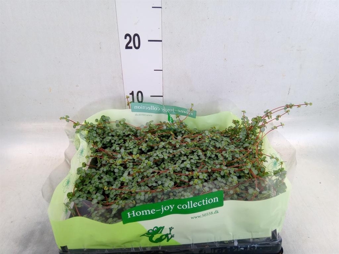 <h4>Pilea glaucophylla 'Greyzy'</h4>