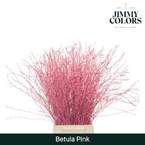 Betula L70 Pink
