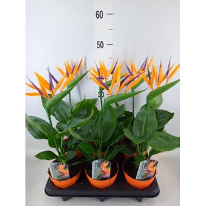 Arr.  Strelitzia L%