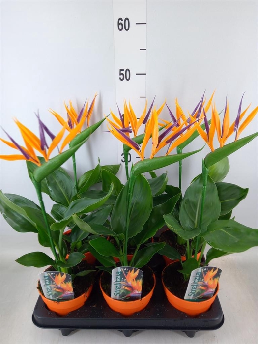 <h4>Arr.  Strelitzia L%</h4>