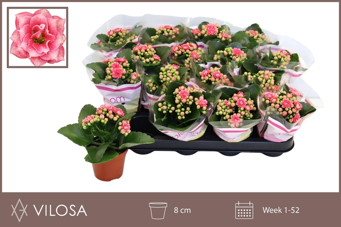 <h4>KAL GE WEAVER BICOL</h4>