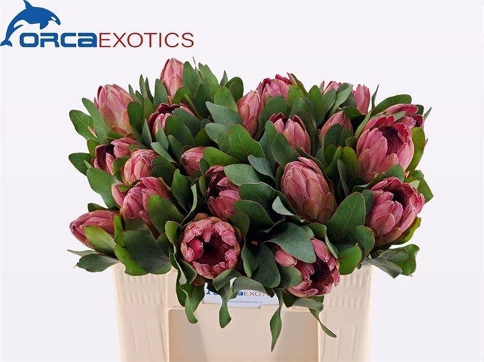 <h4>PROTEA SYLVIA</h4>