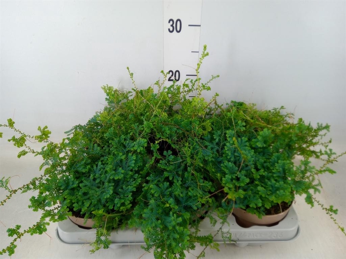 <h4>Selaginella uncinata 'Peacock'</h4>