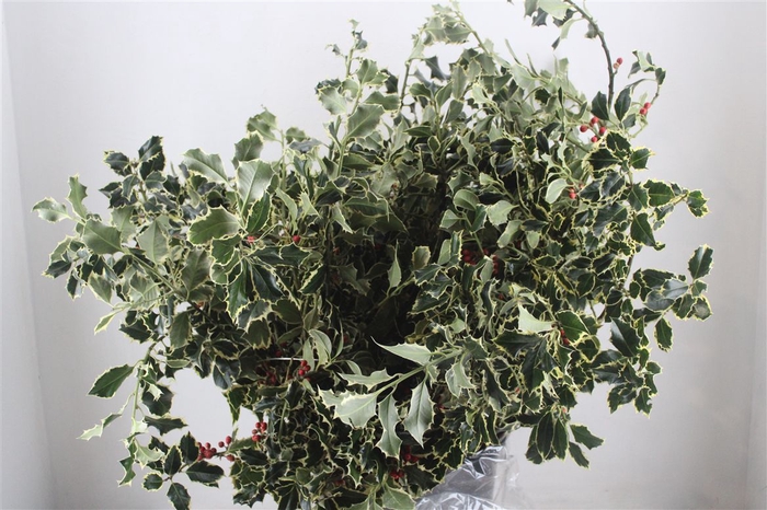 <h4>Hulst Bont P Bunch</h4>