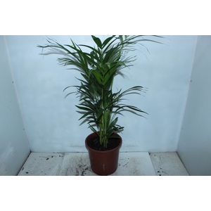 ARECA BAMBU P24