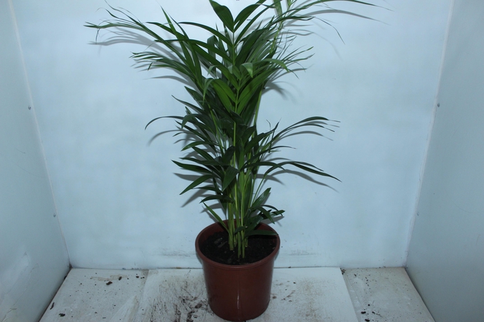 <h4>ARECA BAMBU P24</h4>