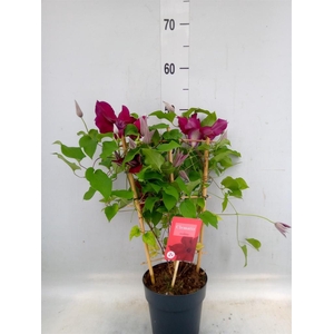 Clematis  'Boulevard'   ...