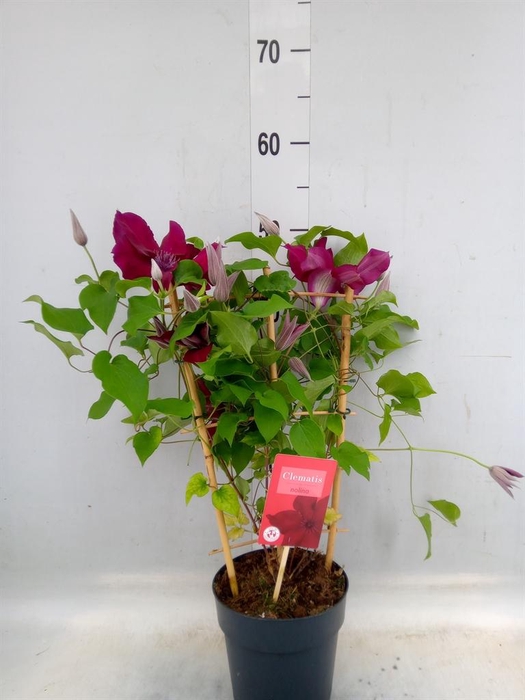 <h4>Clematis  'Boulevard'   ...</h4>