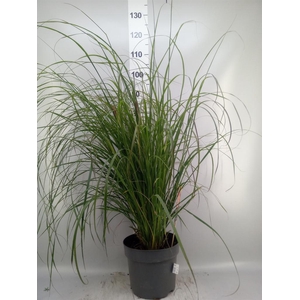 Pennisetum alopec.