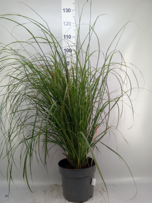 <h4>Pennisetum alopec.</h4>