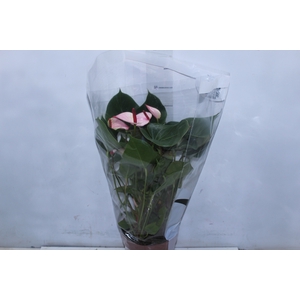 ANTHURIUM VARIADO P17
