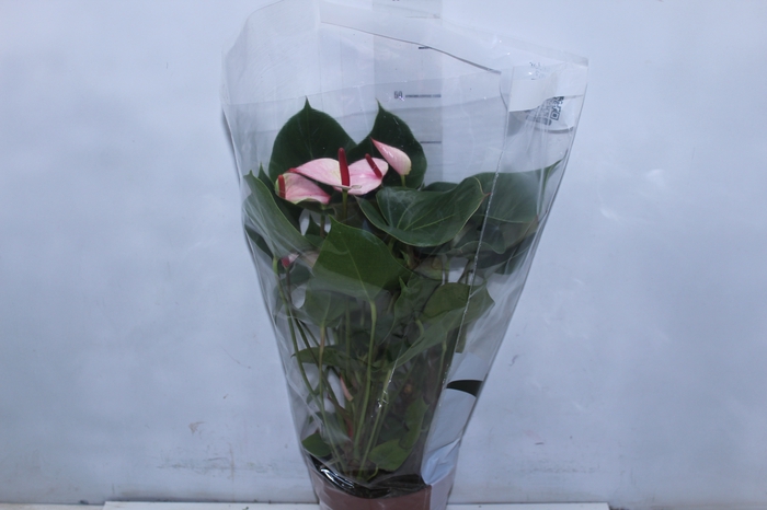 <h4>ANTHURIUM VARIADO P17</h4>