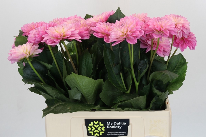 <h4>Dahlia Strawberry Ice</h4>