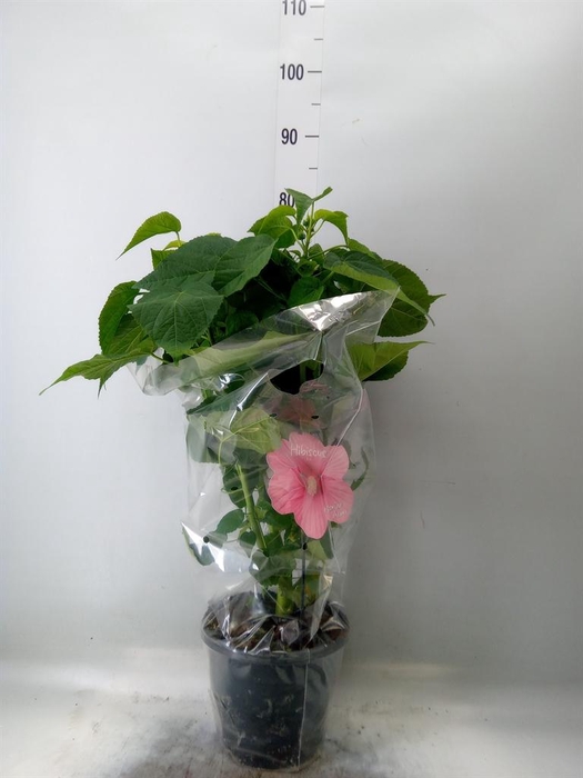 <h4>Hibiscus mosch. 'Extreme Hot Pink'</h4>