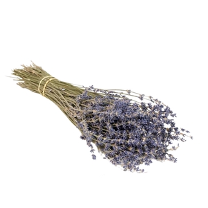 Droogbloemen - Lavender Natural Blue