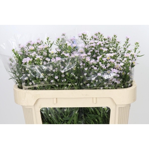 Aster Claudia