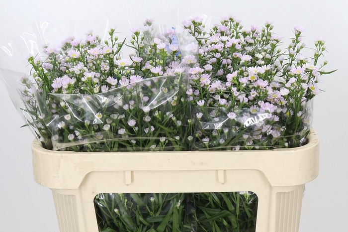 <h4>Aster Claudia</h4>