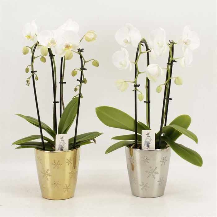 <h4>Phal Casc Wit 2 Tak Keramiek Jenna</h4>