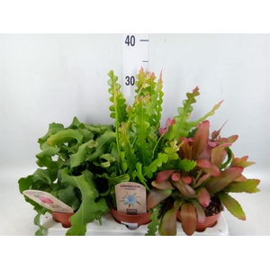 Rhipsalis   ...mix