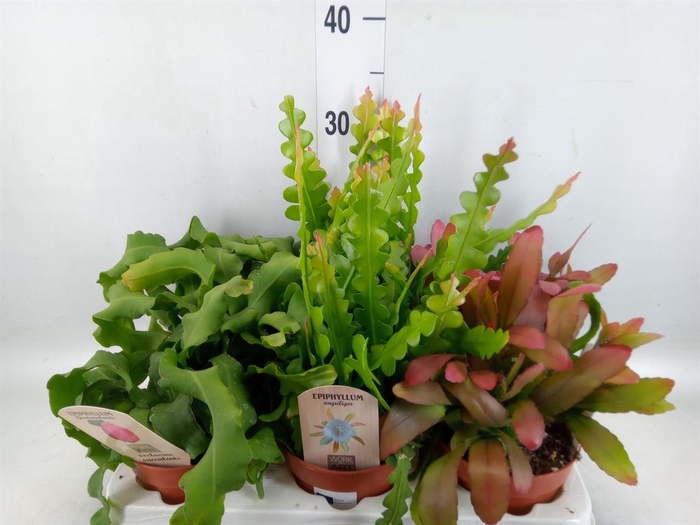 <h4>Rhipsalis   ...mix</h4>