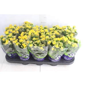 KALANCHOE DOBRADO P11 AMARELO