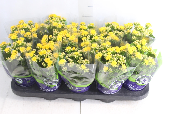 <h4>KALANCHOE DOBRADO P11 AMARELO</h4>
