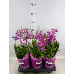 Dendrobium  'Berry Oda'