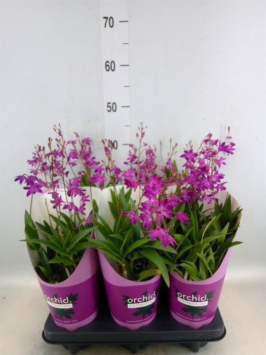 <h4>Dendrobium  'Berry Oda'</h4>