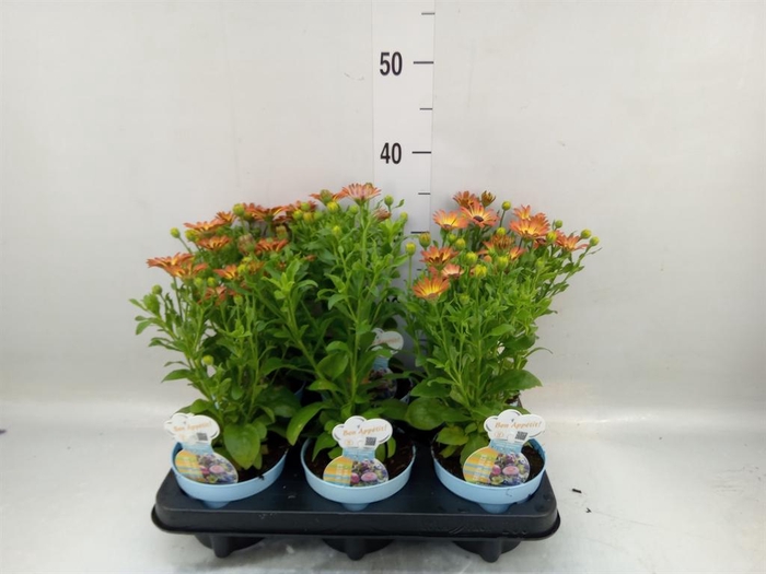 <h4>Osteospermum   ...</h4>