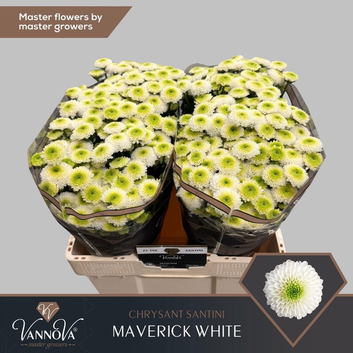 <h4>CHR S MAVERICK WHITE</h4>