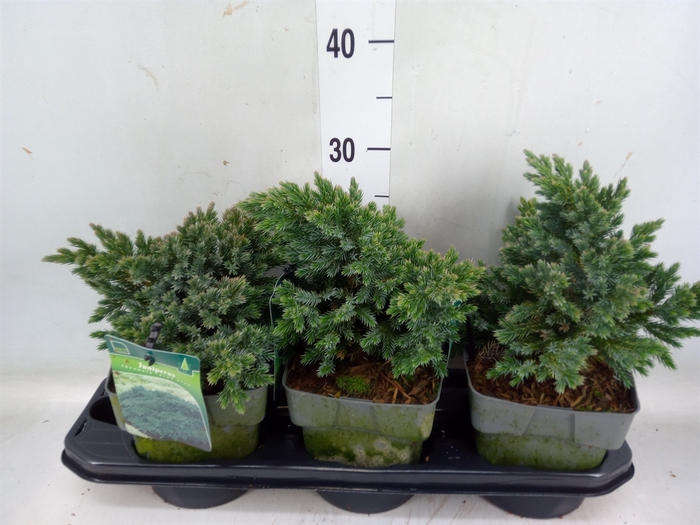 <h4>Juniperus squamata 'Blue Star'</h4>