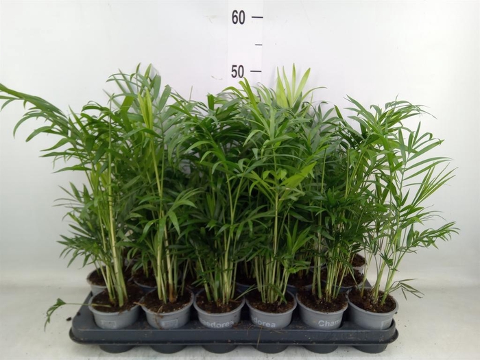 <h4>Chamaedorea elegans</h4>