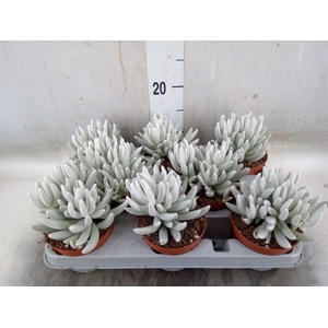 Senecio   ...