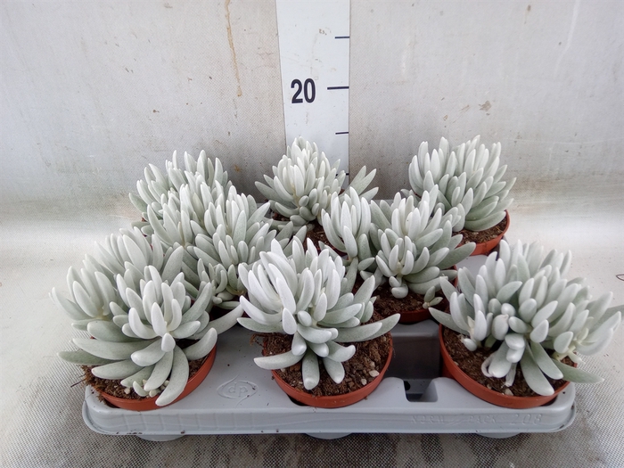 <h4>Senecio   ...</h4>