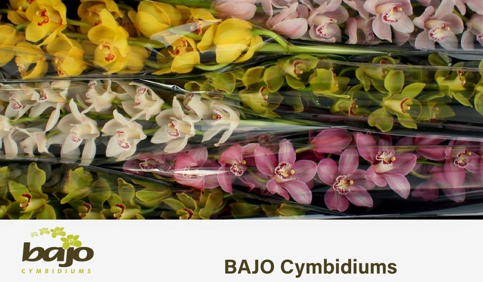 <h4>CYMB T GEM</h4>
