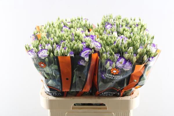 <h4>Eust G Rosita Blauw/wit</h4>