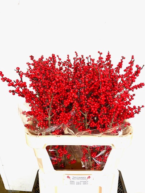 <h4>ILEX MAG SUPREME RED</h4>