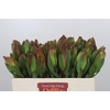 Leucadendron Laurel Yellow