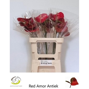 ANTH A RED AMOR