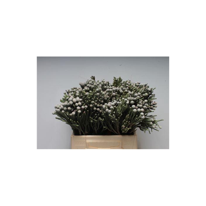 <h4>Kaaps Brunia Silver</h4>